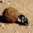 Avatar of @insect_life