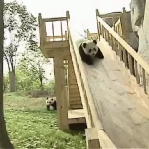 Sticker “Panda-11”