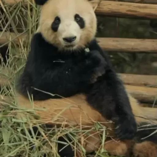 Sticker “Panda-12”