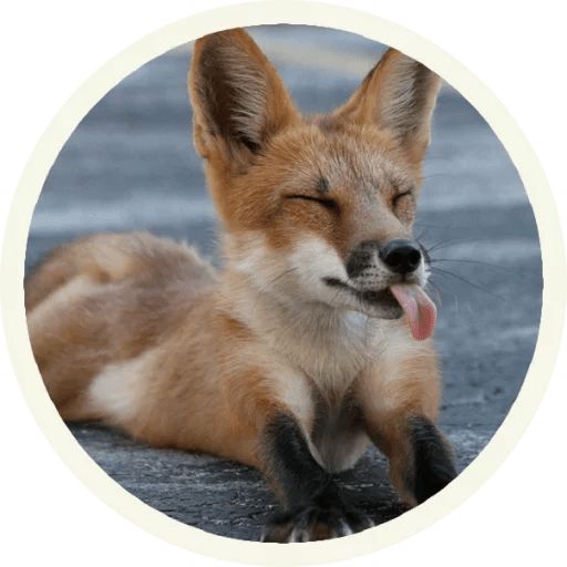 Sticker “Fox-1”