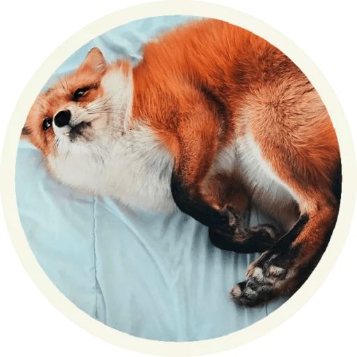 Sticker “Fox-11”