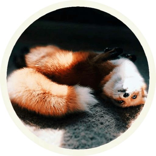Sticker “Fox-12”