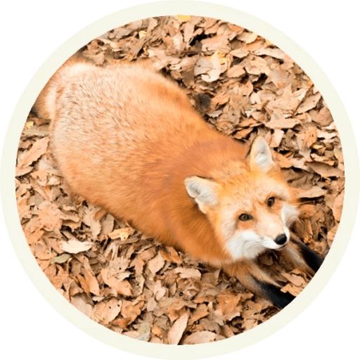 Sticker “Fox-3”