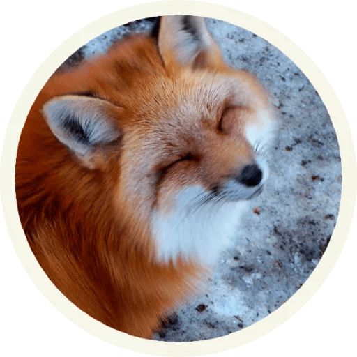 Sticker “Fox-4”
