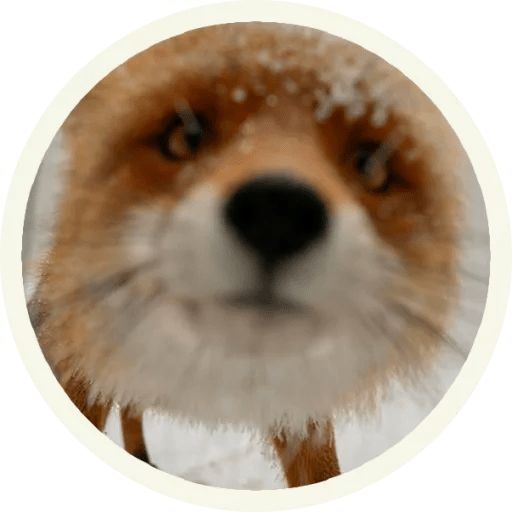 Sticker “Fox-5”