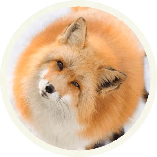 Sticker “Fox-6”