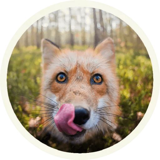Sticker “Fox-8”