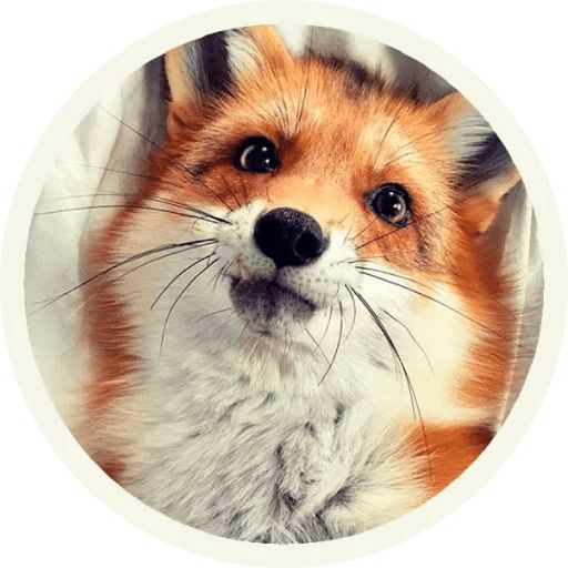 Sticker “Fox-9”