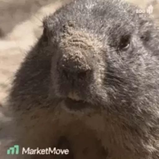 Sticker “Marmots-1”