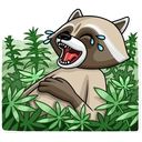 “Criminal Raccoon” stickerpack