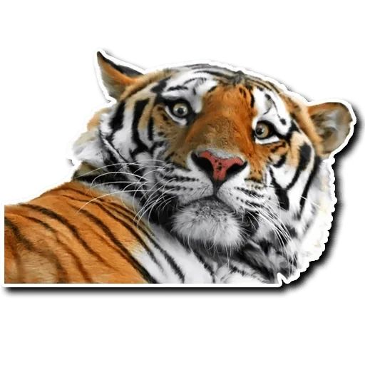 Sticker “Tiger-11”