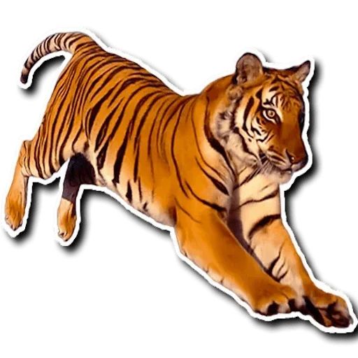 Sticker “Tiger-12”