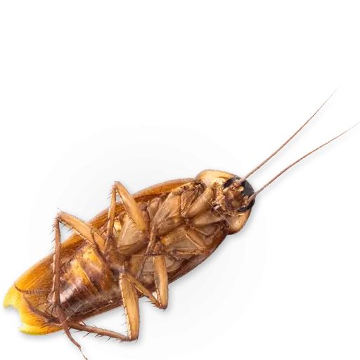 Sticker “Insects-10”