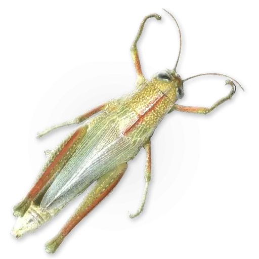 Sticker “Insects-11”