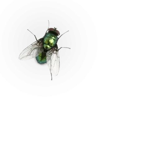 Sticker “Insects-12”