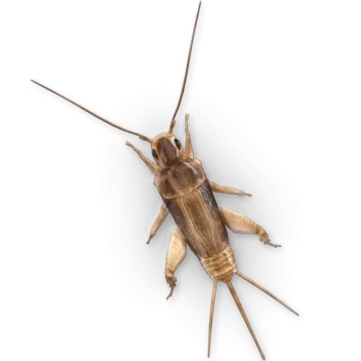 Sticker “Insects-2”