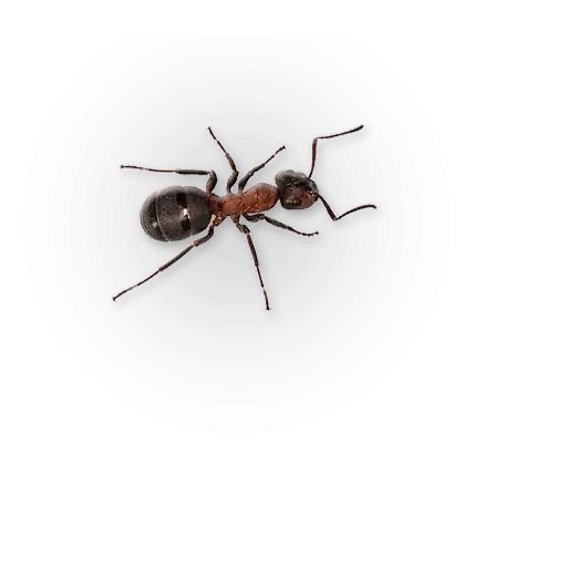Sticker “Insects-4”
