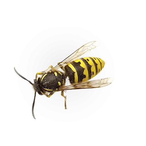 Sticker “Insects-6”