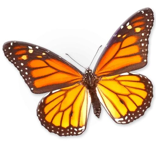 Sticker “Insects-7”