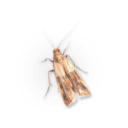 Sticker “Insects-9”
