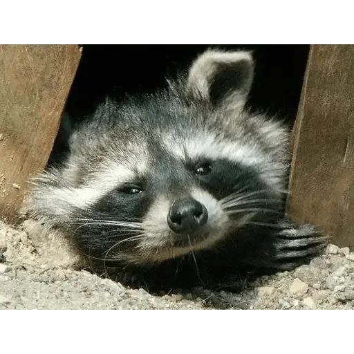 Sticker “Just Racoon-1”