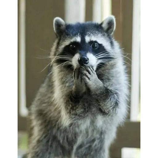 Sticker “Just Racoon-12”