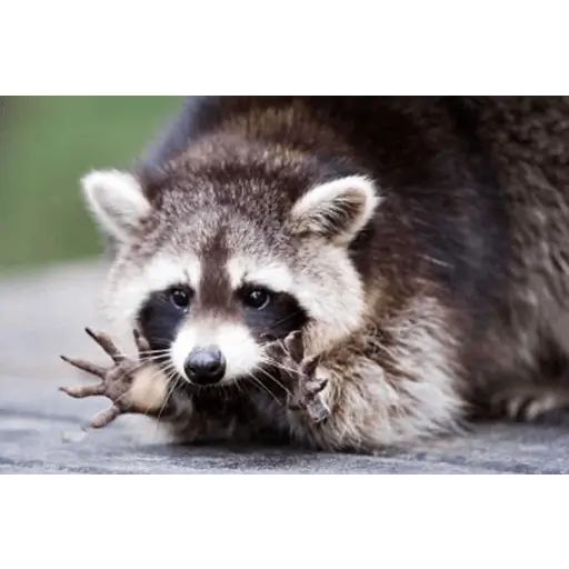 Sticker “Just Racoon-2”