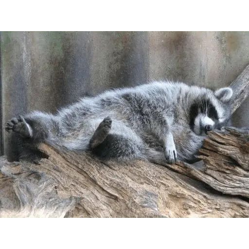 Sticker “Just Racoon-7”