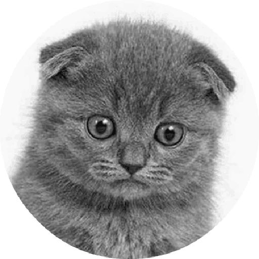Sticker “Cats By Smol-5”
