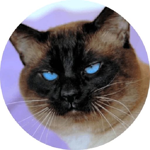 Sticker “Cats By Smol-6”