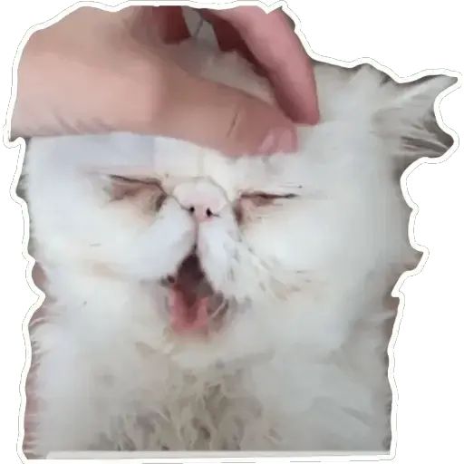 Sticker “Cat Lesha-1”