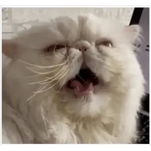 Sticker “Cat Lesha-3”