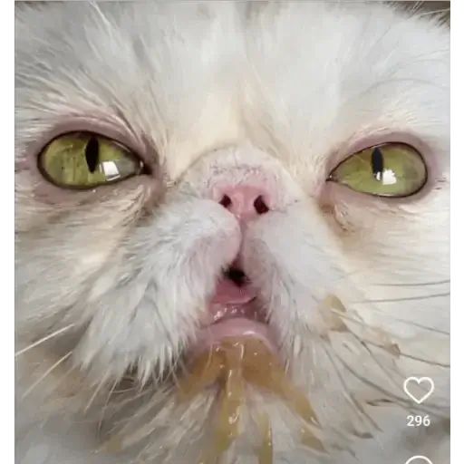 Sticker “Cat Lesha-5”