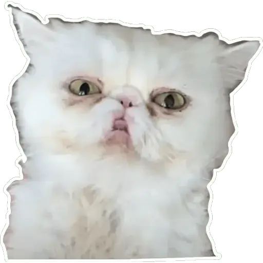 Sticker “Cat Lesha-6”