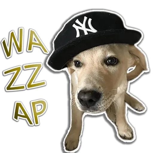Sticker “Rap Dog-11”