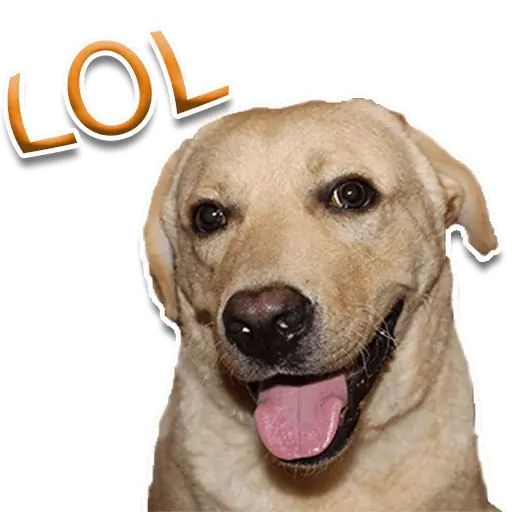 Sticker “Rap Dog-2”