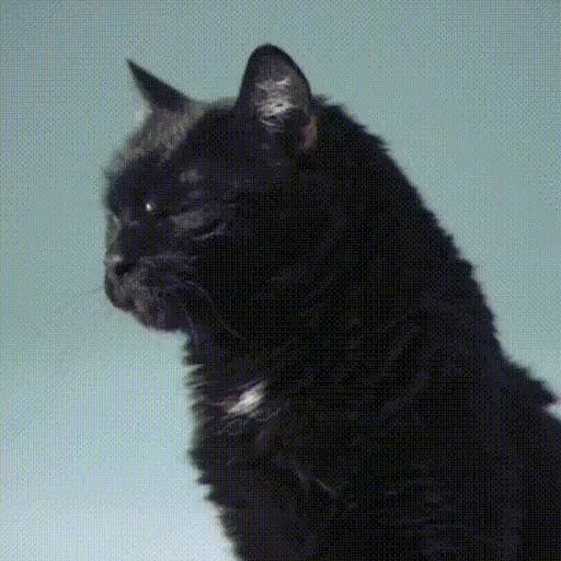 Sticker “Black Cats-1”