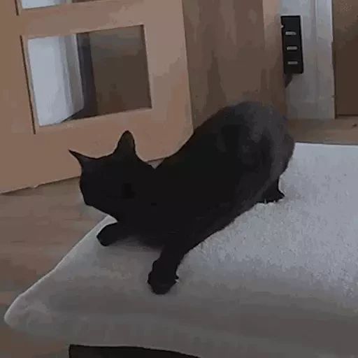 Sticker “Black Cats-11”