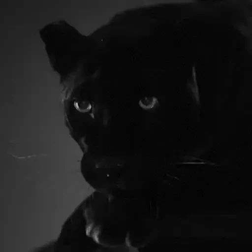 Sticker “Black Cats-12”