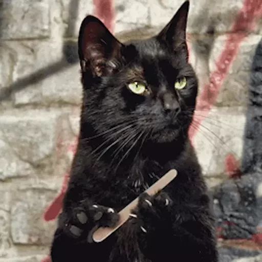 Sticker “Black Cats-2”