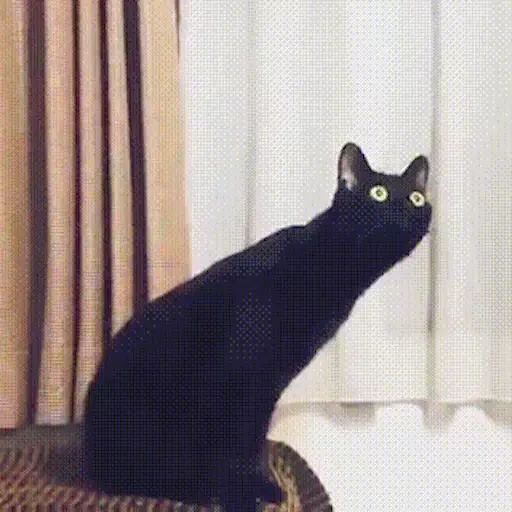 Sticker “Black Cats-4”