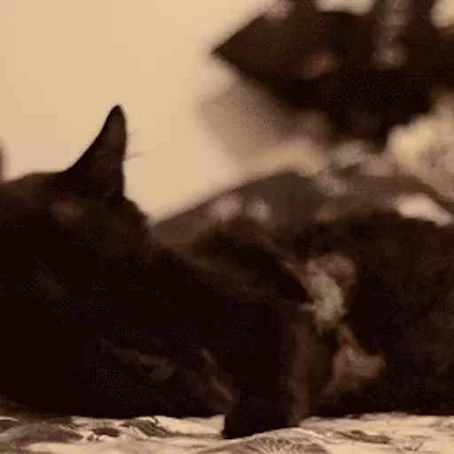 Sticker “Black Cats-5”