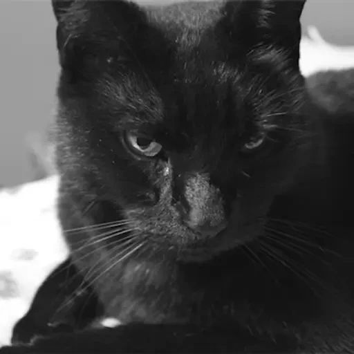 Sticker “Black Cats-6”
