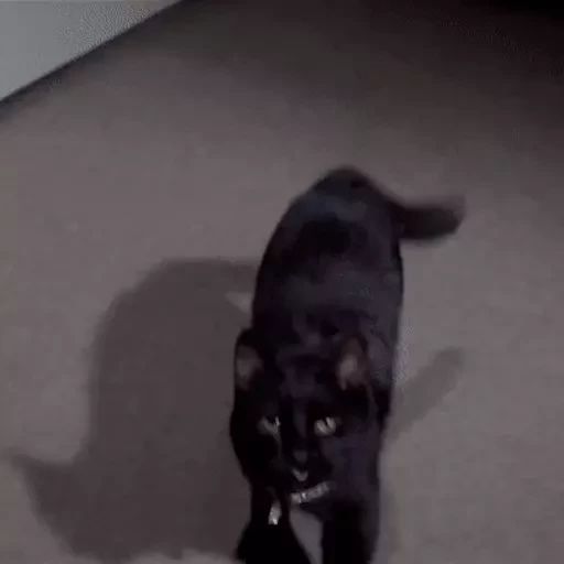 Нападение кошки. Кот нападает. Кот нападает гиф. Черная кошка нападает.