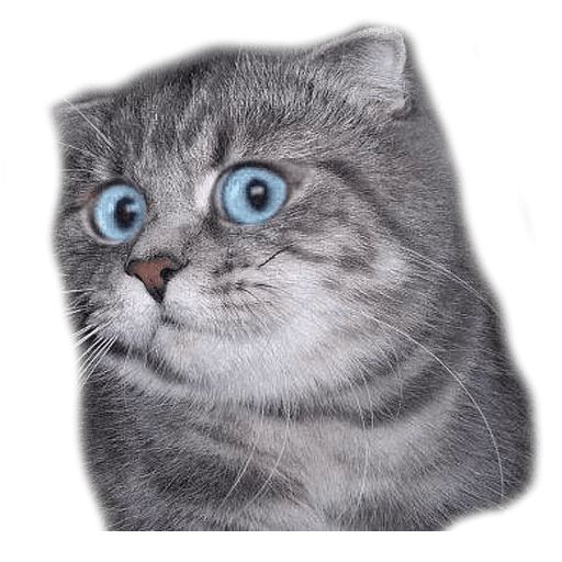 Sticker “Surprised Cat-1”