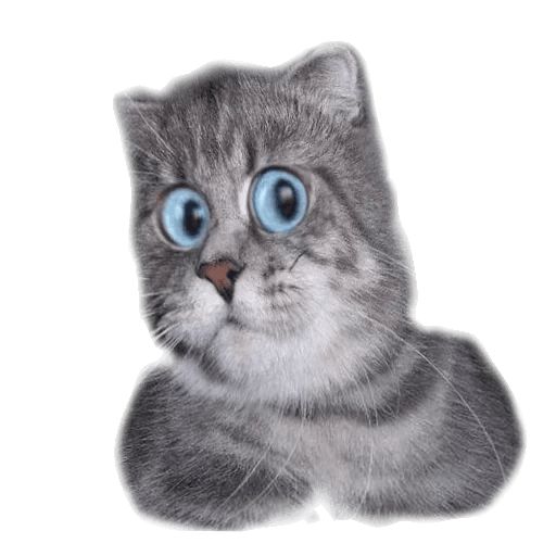 Sticker “Surprised Cat-12”
