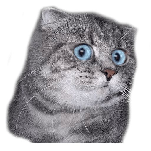 Sticker “Surprised Cat-2”