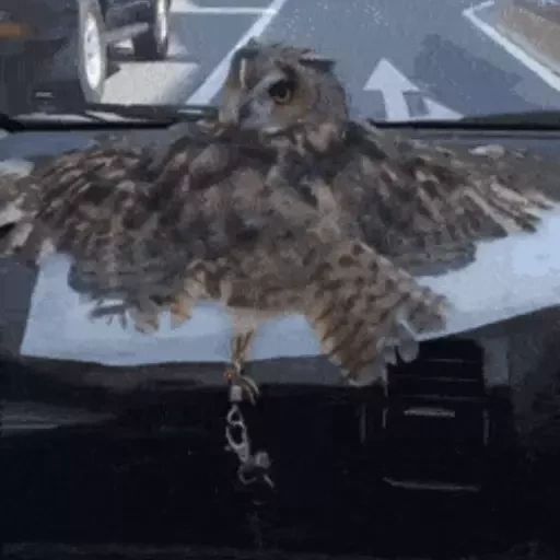 Sticker “Owls-5”