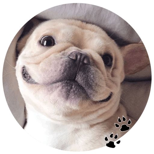 Sticker “Bulldog-3”