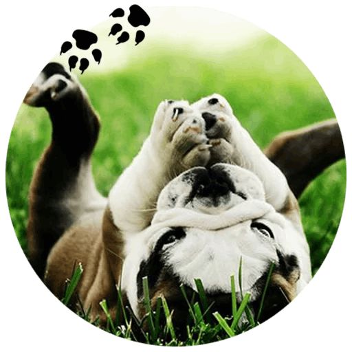 Sticker “Bulldog-4”